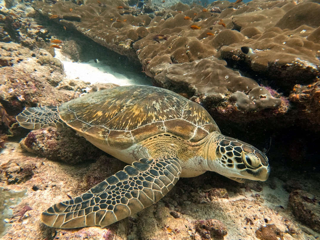 Himmafushi Scuba Adventure-Himmafushi Island必去景点