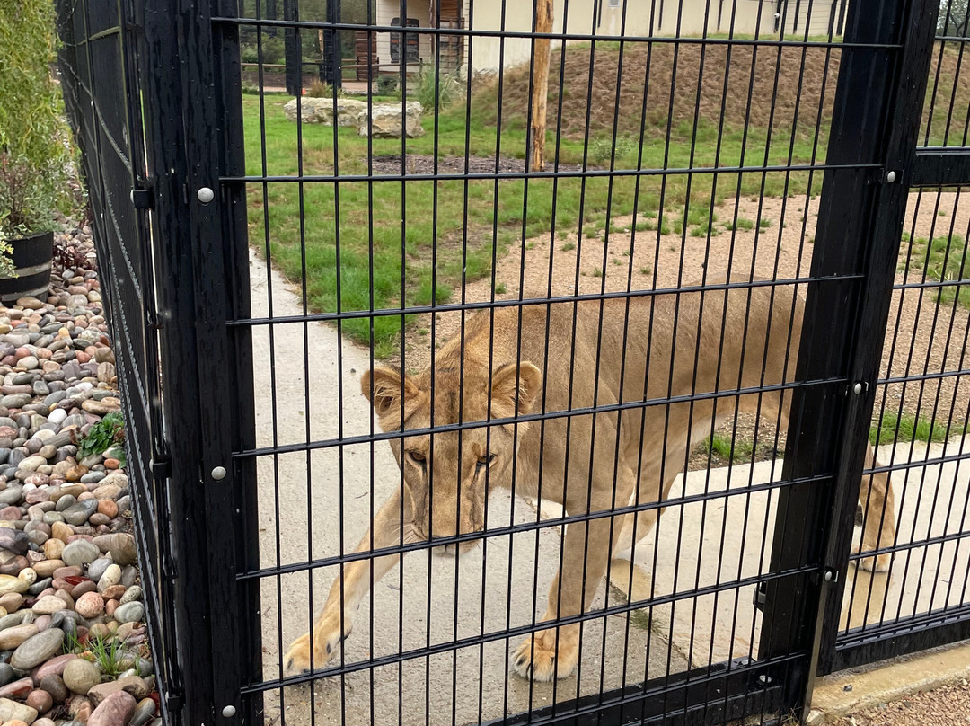 The Big Cat Sanctuary-Smarden必去景点
