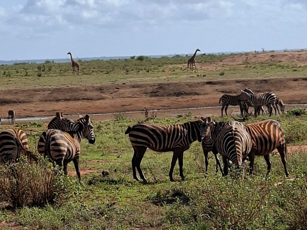 Watamu Diego Safari Day Tours-瓦塔木必去景点