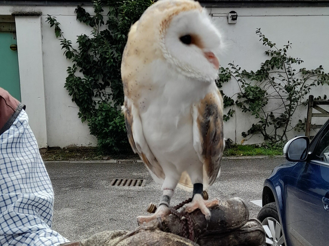 North Devon Hawk Walks-South Molton必去景点