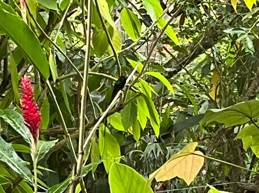 Sun Valley Plantation Hummingbird Garden-奥乔里奥斯必去景点