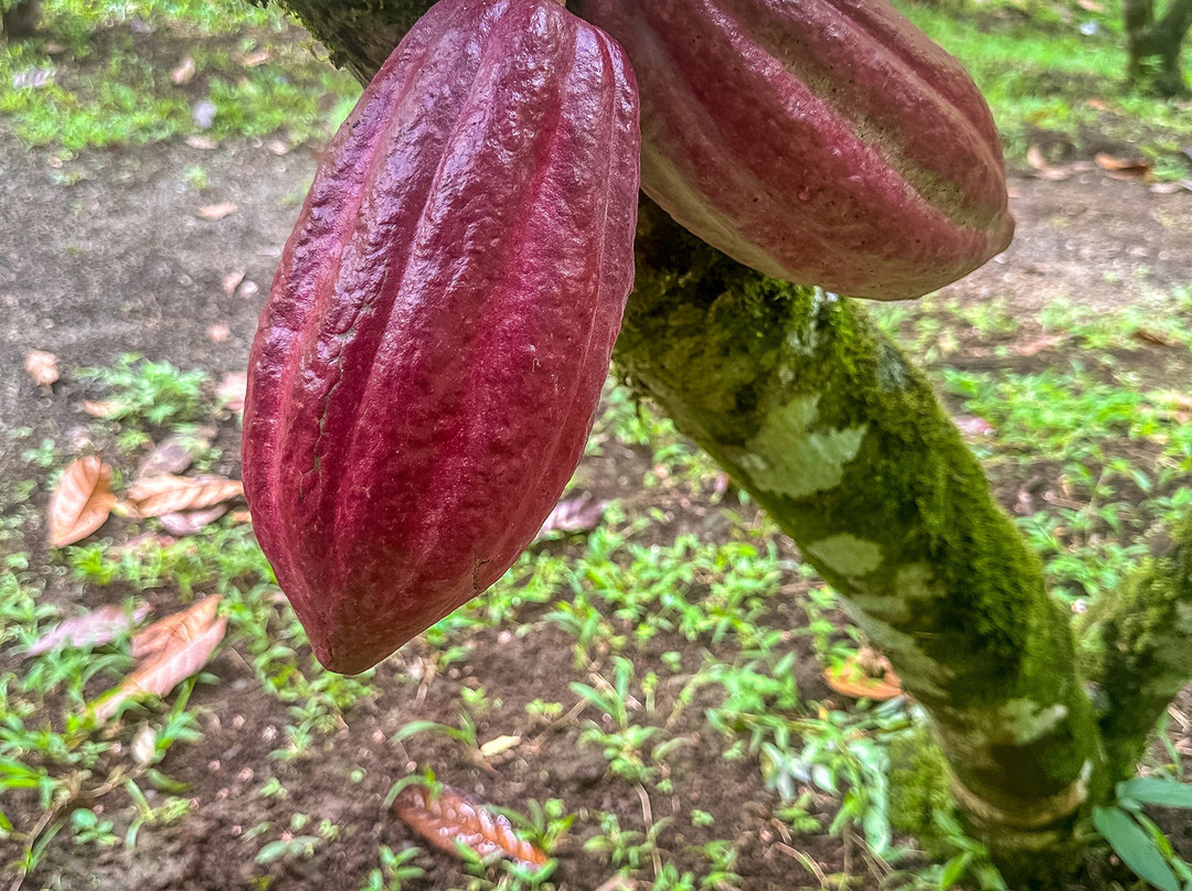 Tree Chocolate Tour-Upala必去景点