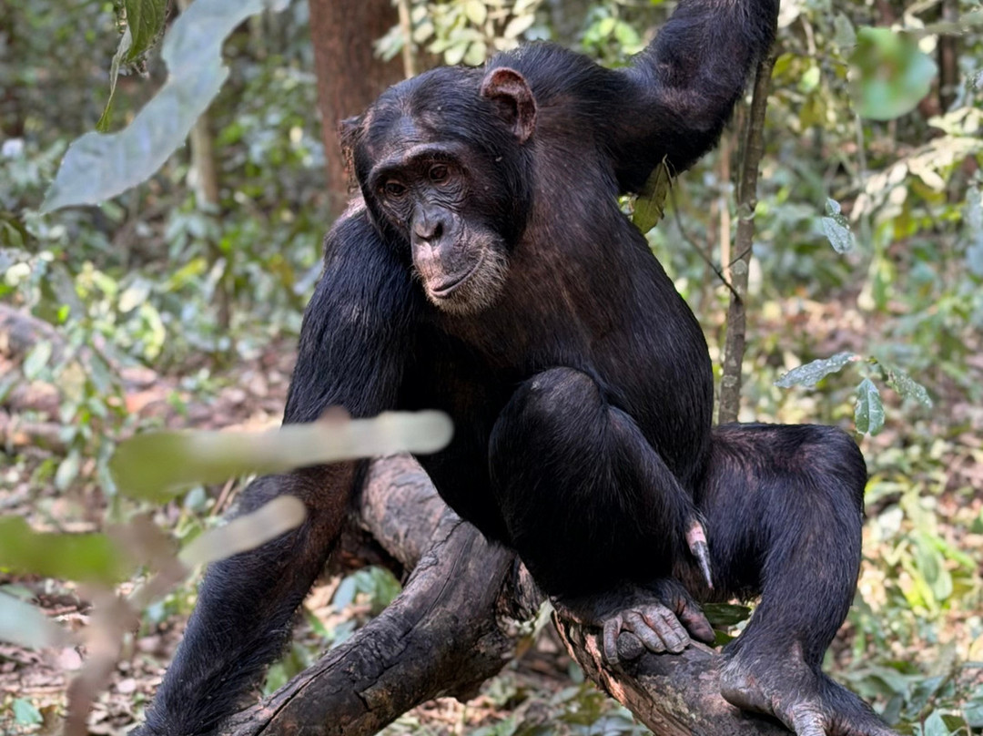 Virunga Gorilla Tours and Eco Safaris-Kisoro必去景点