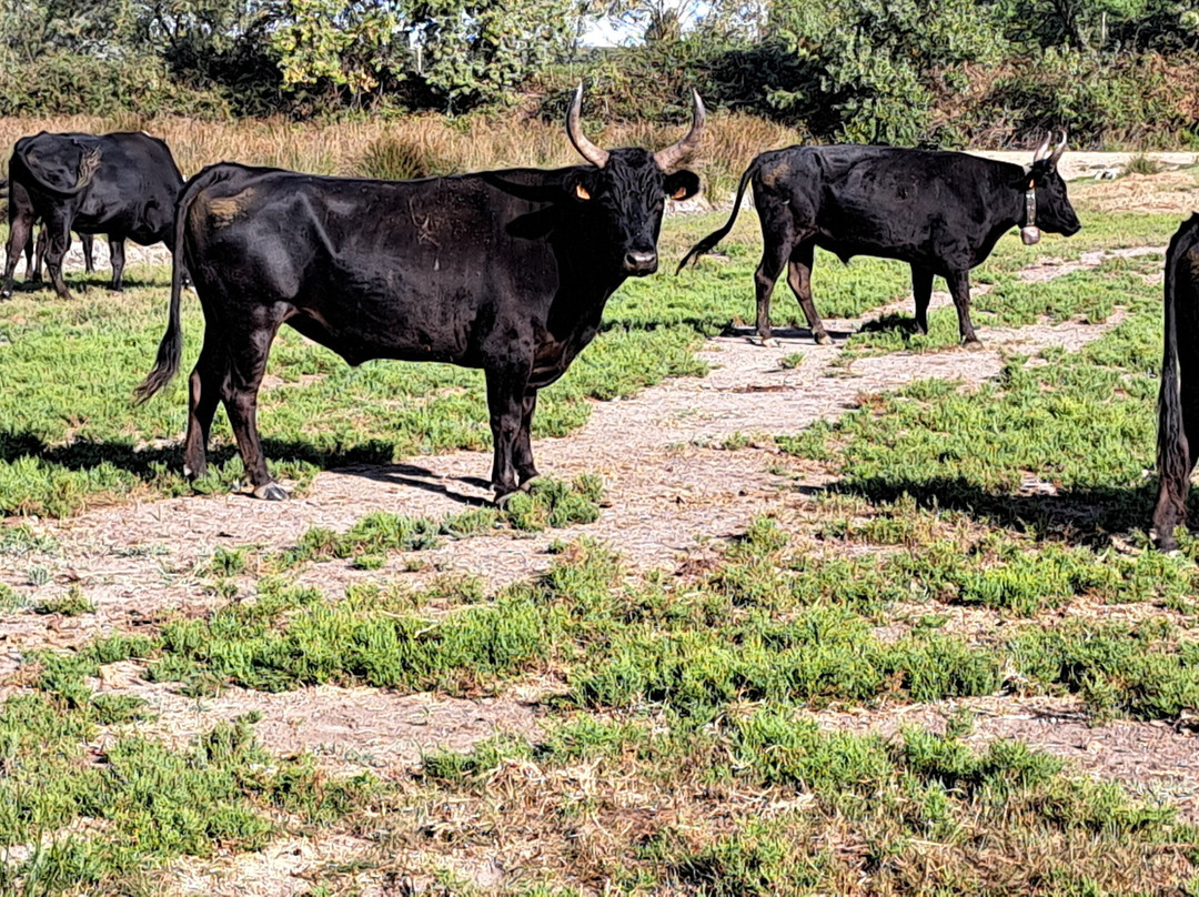 La Camargue d’antan-Beauvoisin必去景点