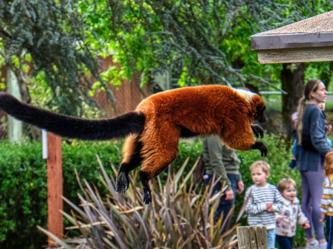 Wildlife Safari-Winston必去景点