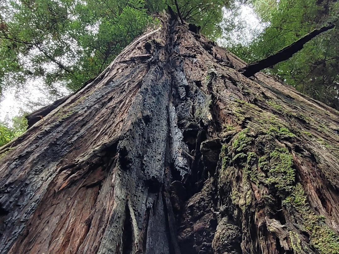Big Tree-Orick必去景点