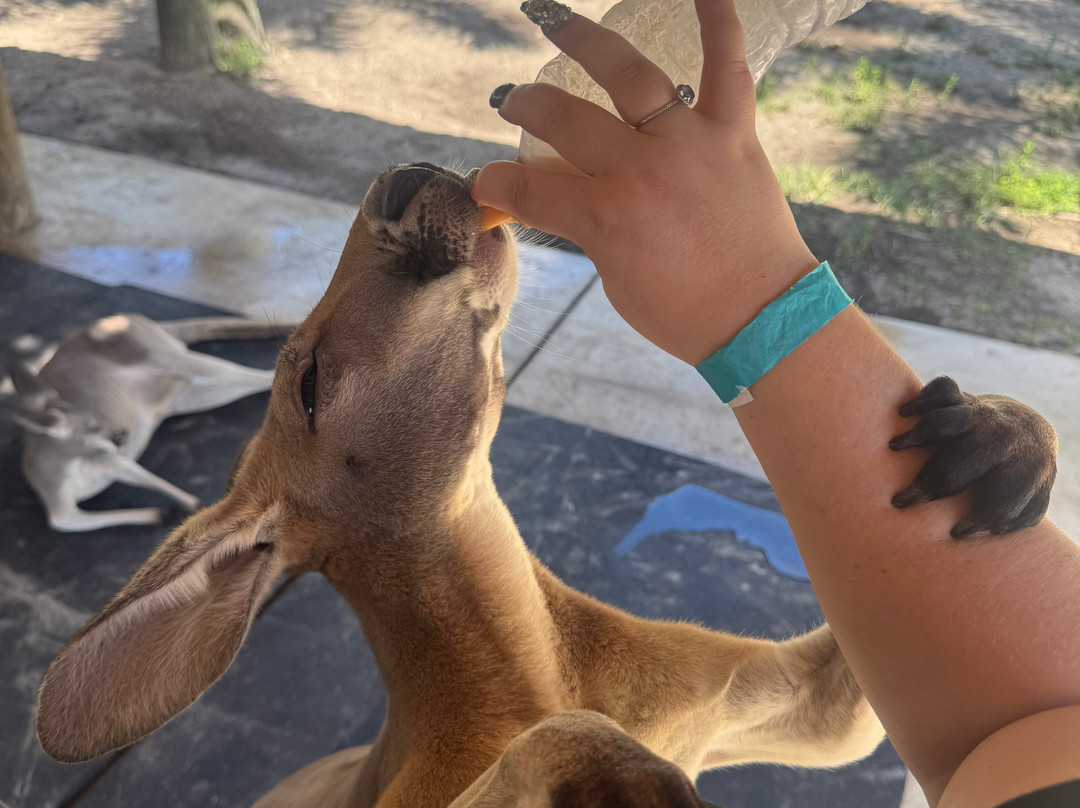 Animal EDventure Park & Safari-博因顿海滩必去景点