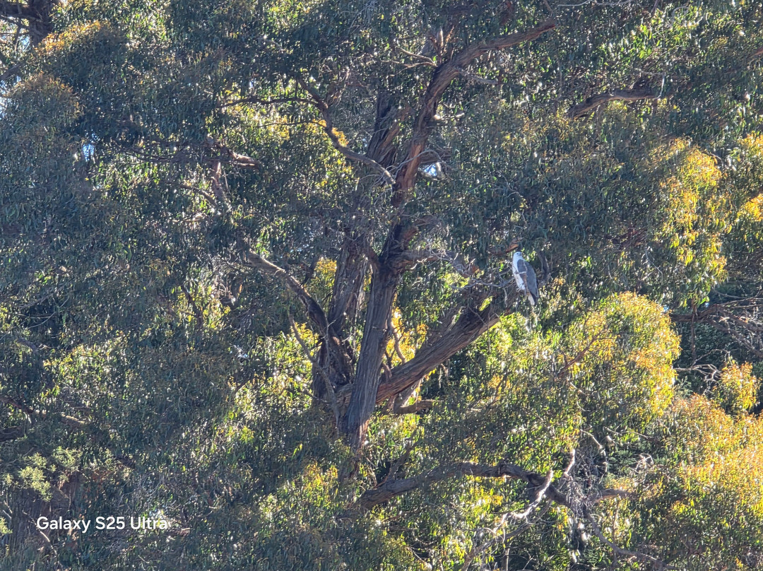 Leven River Cruises-Ulverstone必去景点