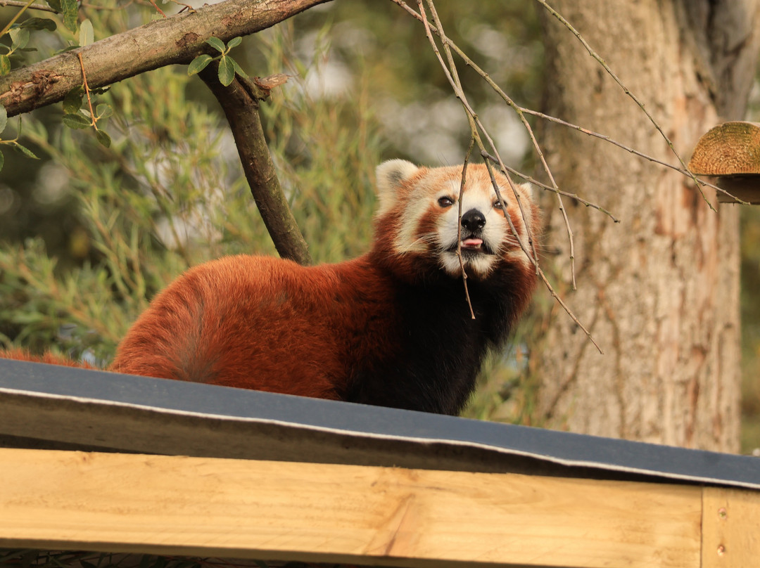 Lakeland Wildlife Oasis-Milnthorpe必去景点