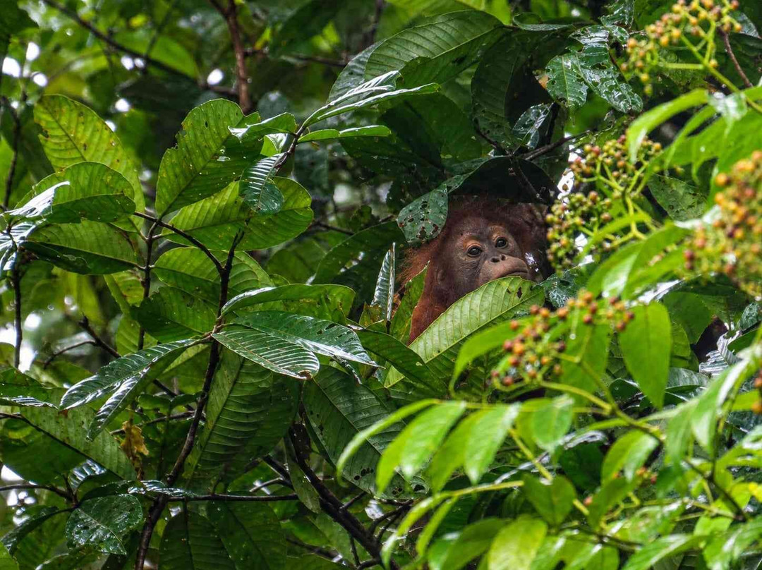 1StopBorneo Wildlife-斗湖必去景点