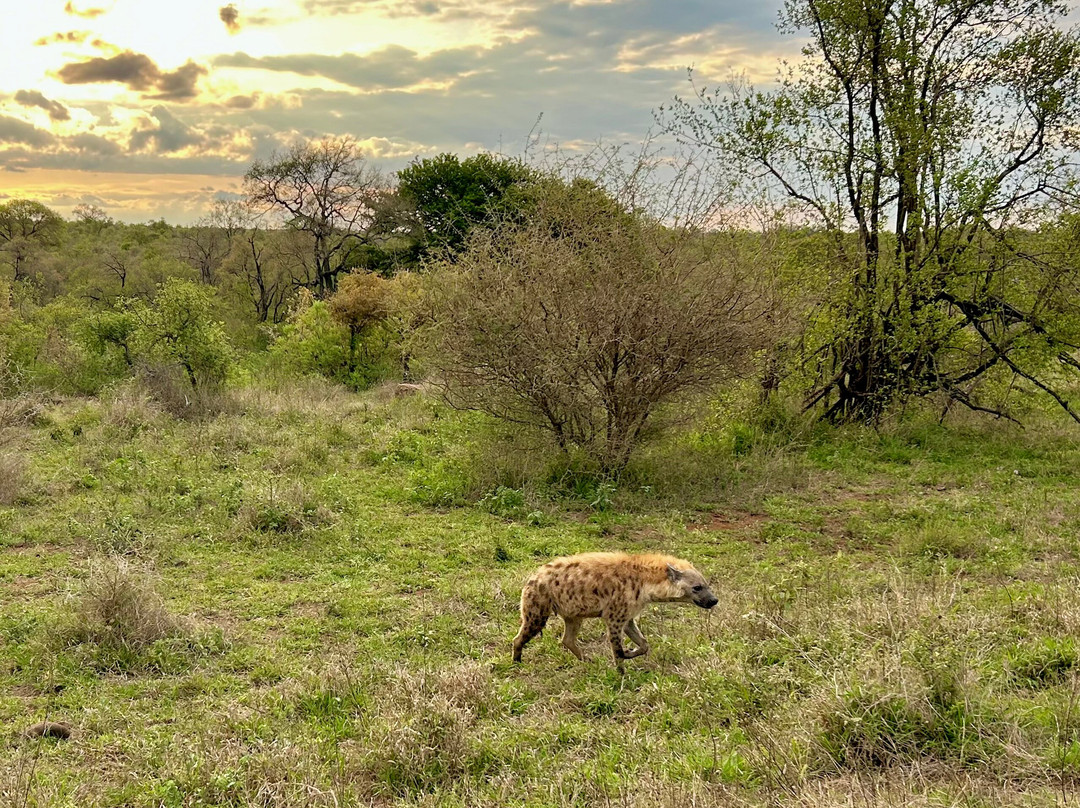 On Safari Africa - Kruger National Park-马里兰必去景点