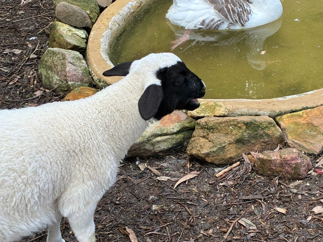 Featherdale Sydney Wildlife Park-Doonside必去景点