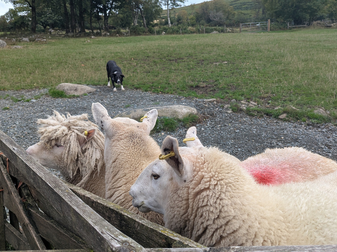 Cullen's Sheep Farm