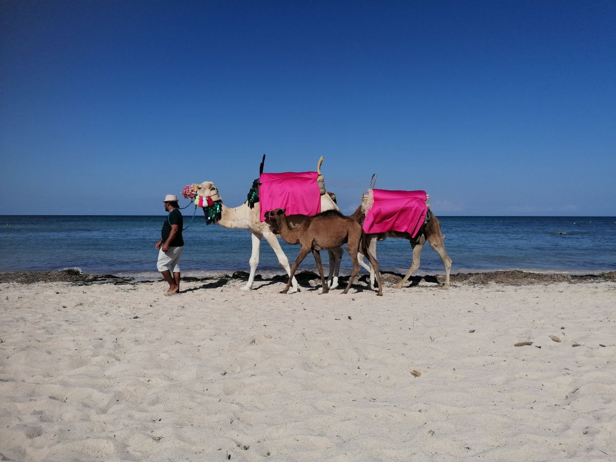 Seabel Rym Beach Djerba-旅行者