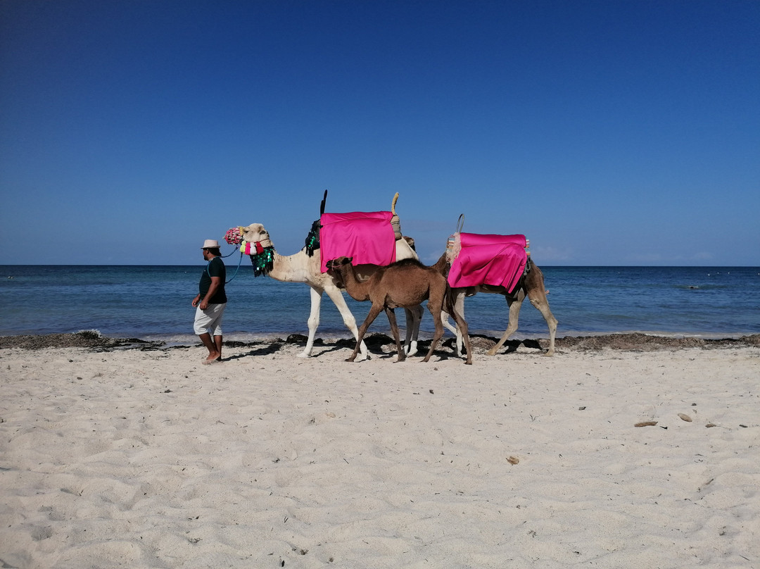 Seabel Rym Beach Djerba主图