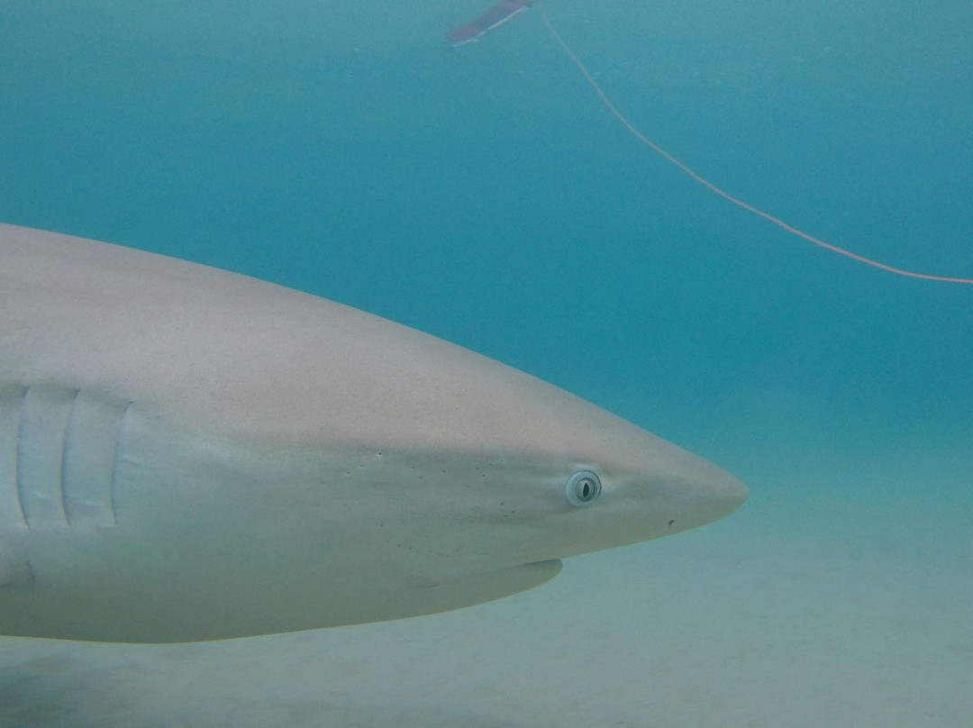 Out of the Blu-Modiin必去景点