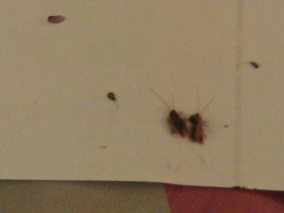 Motel 6 Houston North - Spring