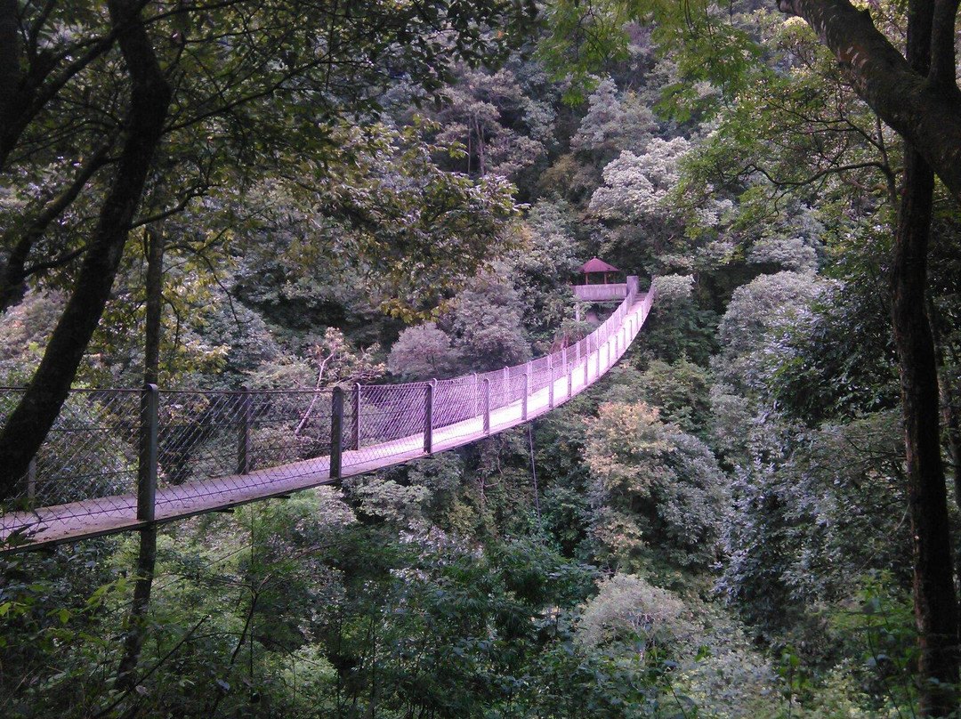 龙岩云顶茶园景点图片