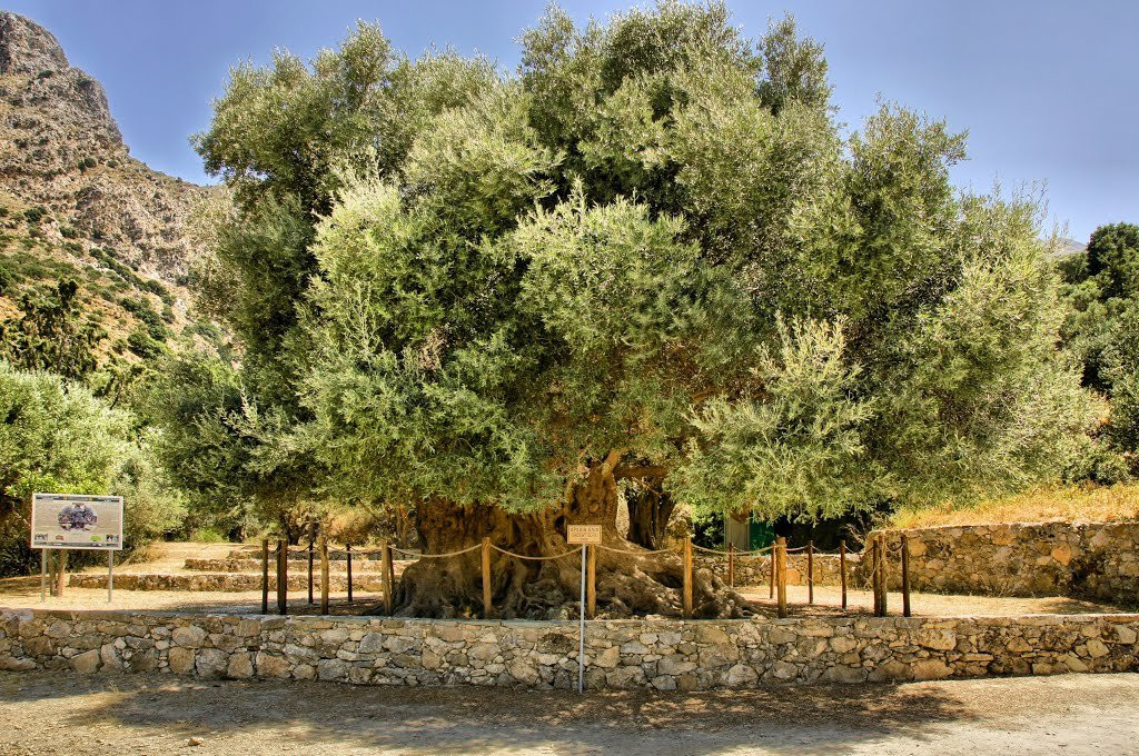 Azorias Ancient Olive Tree景点图片