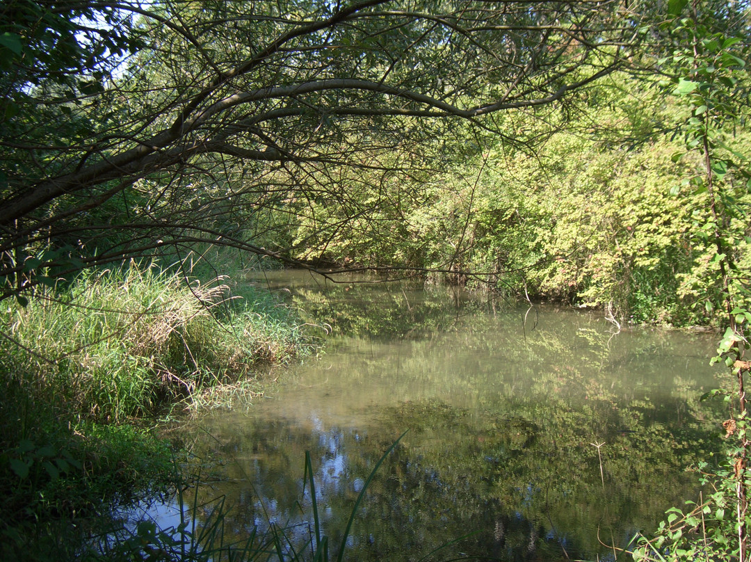 Naturschutzgebiet Taubergießen景点图片