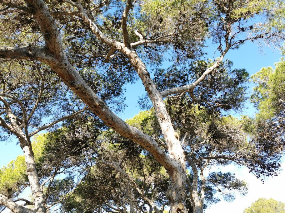 Pinares de Rostrogordo-梅利利亚必去景点