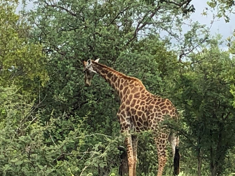 Ntombi Safaris-霍德斯普鲁特必去景点