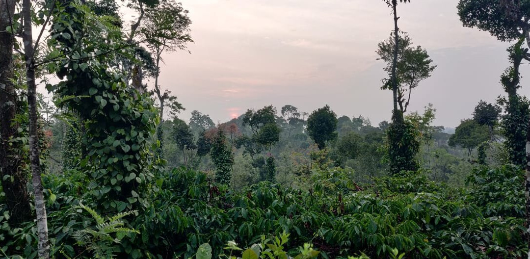 The Blue Mountains Estate Stay主图
