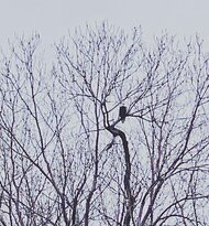 Reelfoot Lake State Park景点图片