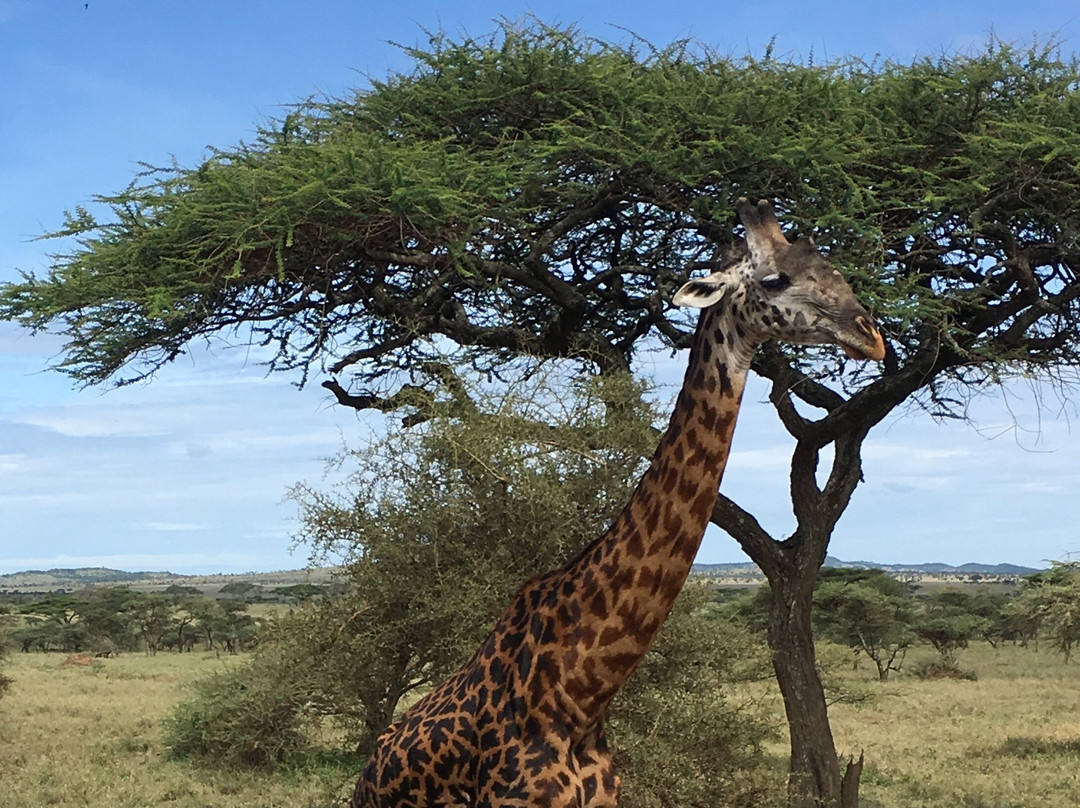 Arisi Safaris Limited