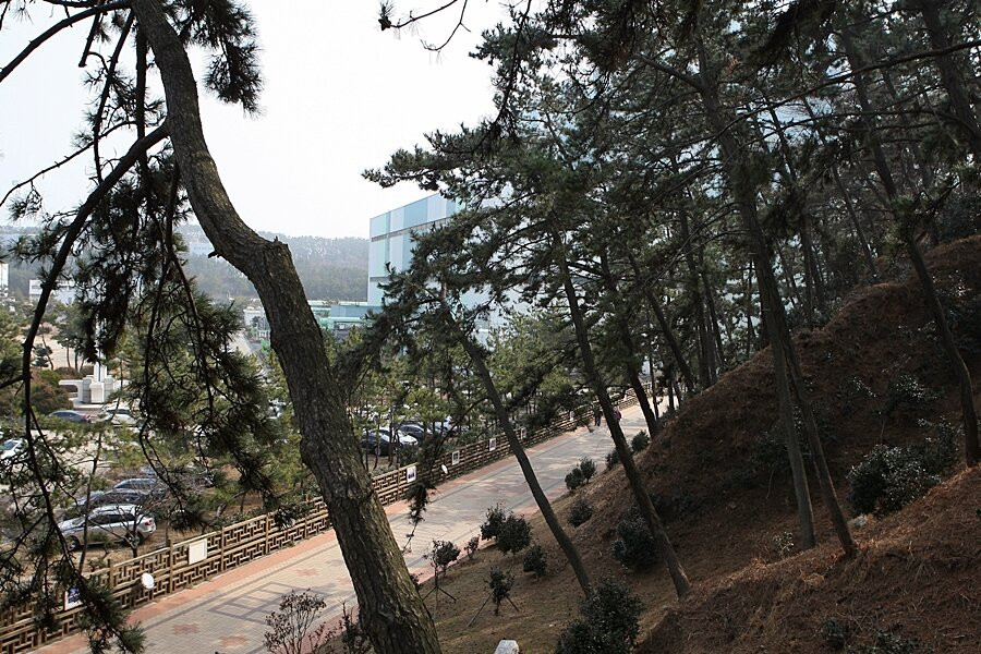 Seocheon Maryang-ri Camellia Forest