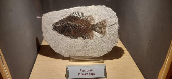 Museo Paleontologico Silvio Lai景点图片