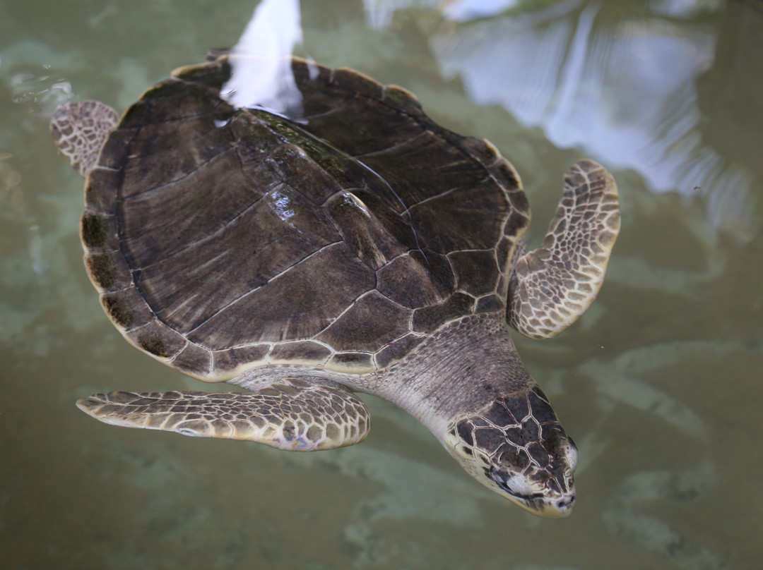 Induruwa Sea Turtle Conservation Project & Sea Turtle Information Center景点图片