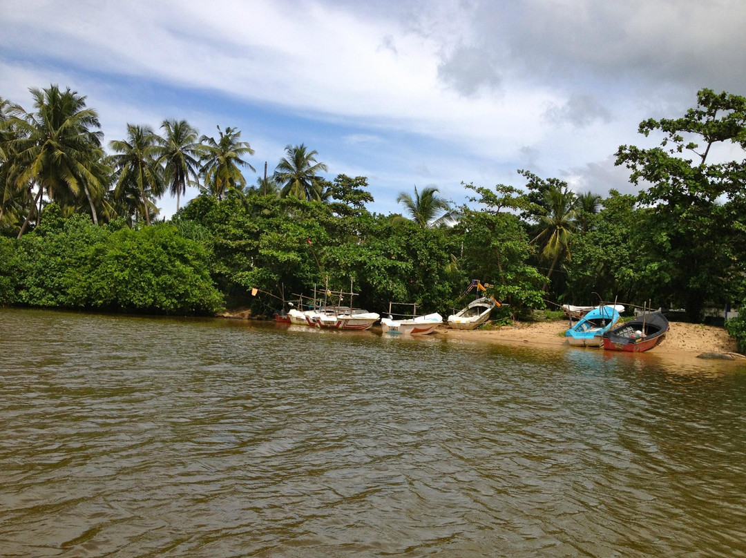 Mangrove Boat Tour景点图片