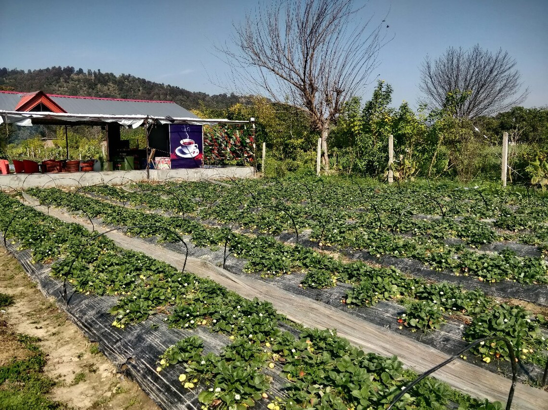 Flying Sparrow Strawberry Farm景点图片