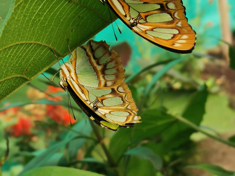 Palmira旅游攻略图片