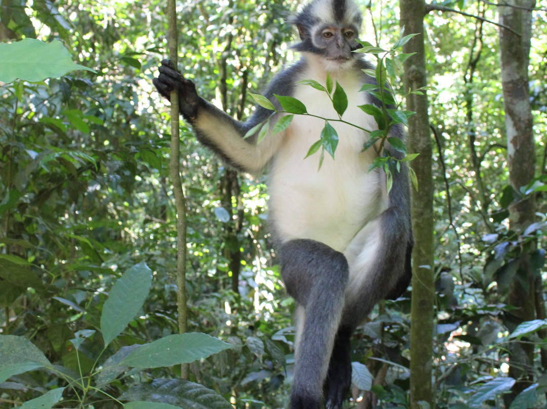 Into The Wild Bukit Lawang - Day Tours-武吉拉旺必去景点
