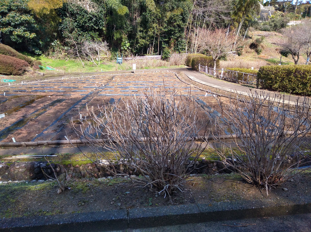 Kameyama Park景点图片