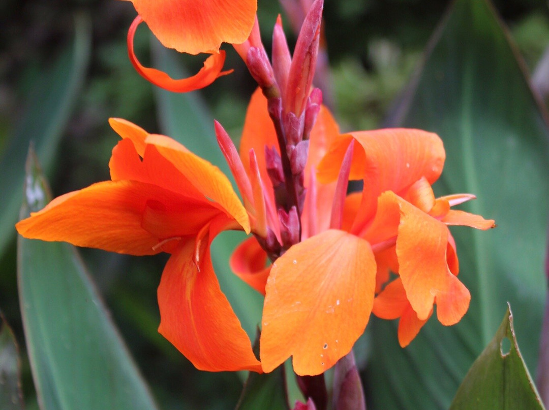 Red Cow Farm - Open Garden-Sutton Forest必去景点