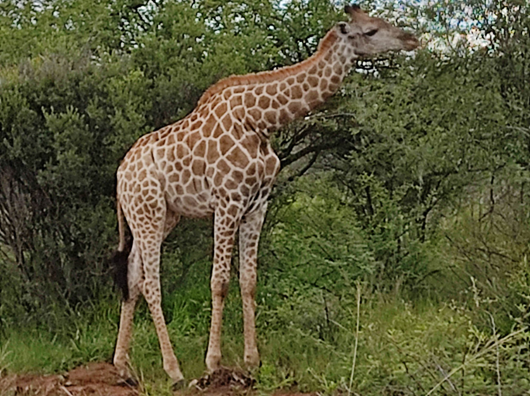 Dinokeng Game Reserve-哈曼斯克拉尔必去景点