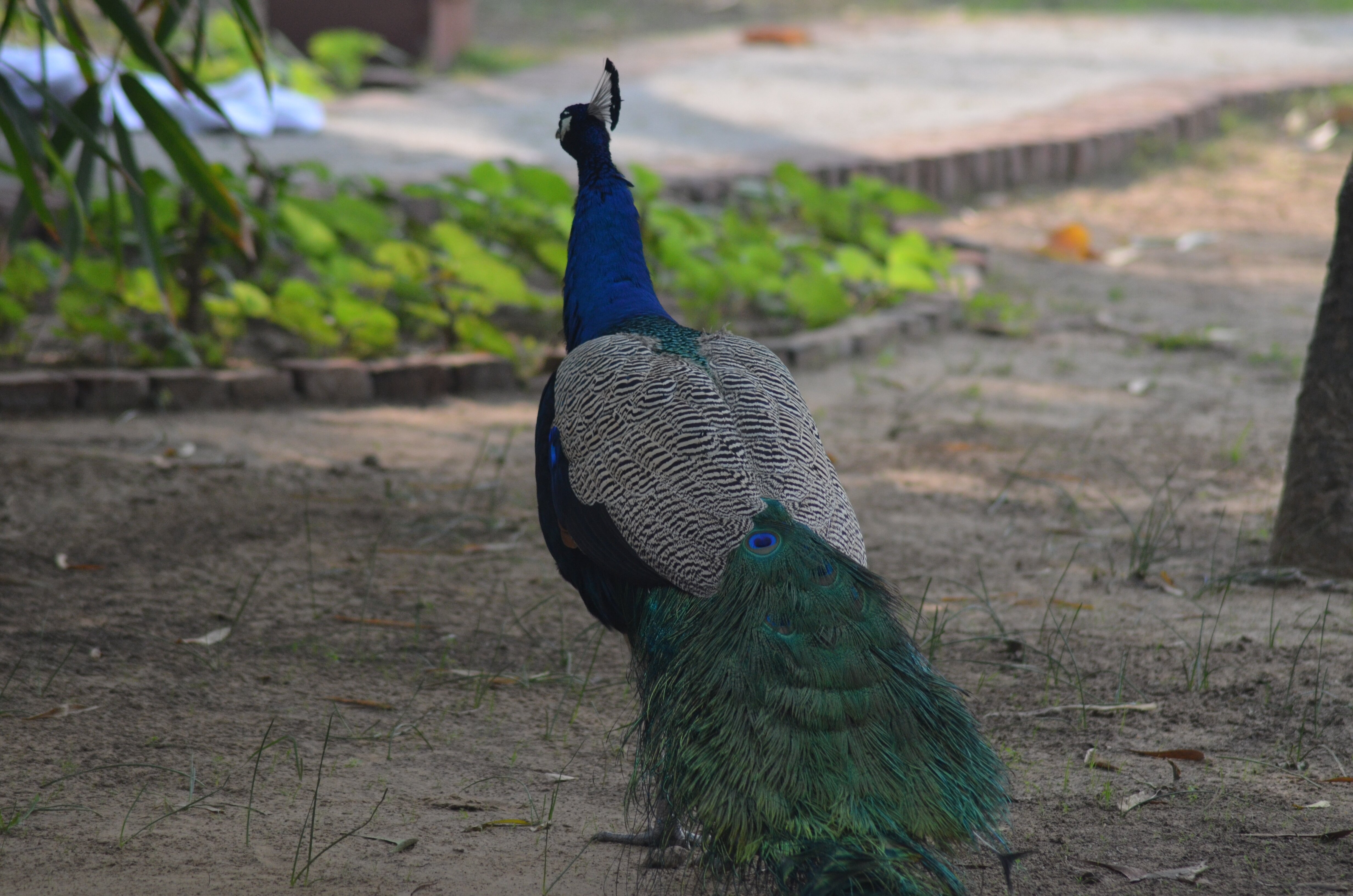 The Westin Sohna Resort & Spa-浴室