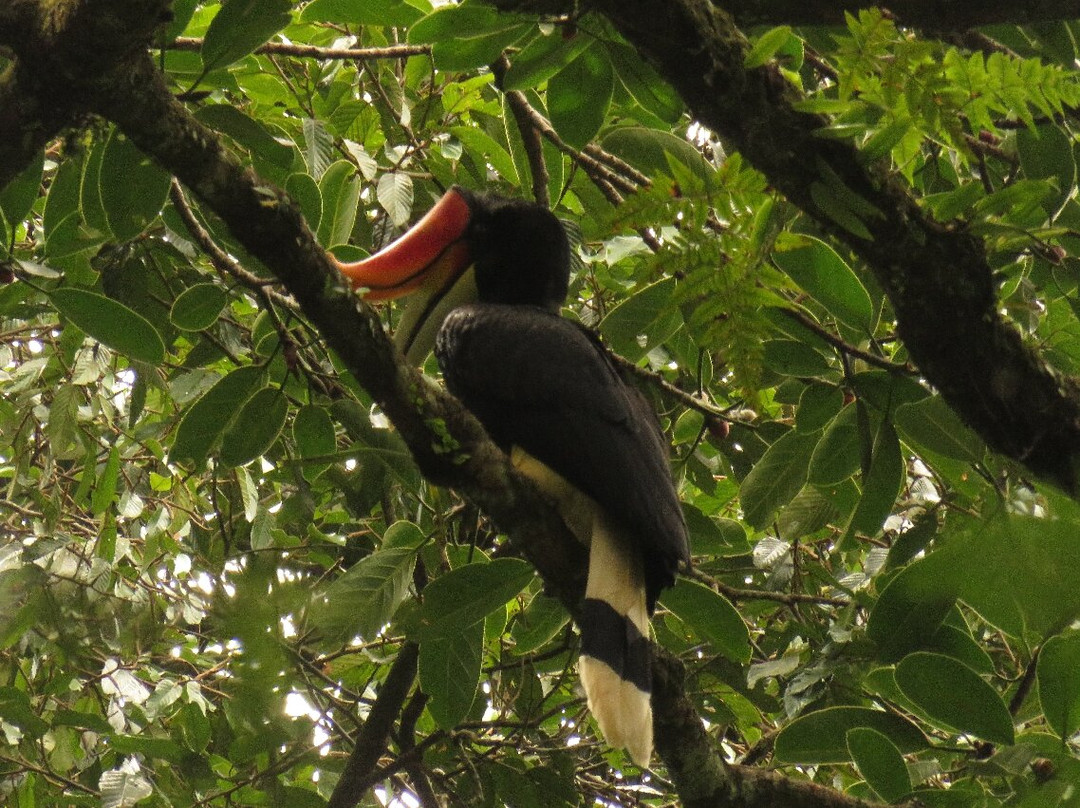 Hasby Ketambe Jungle Tours