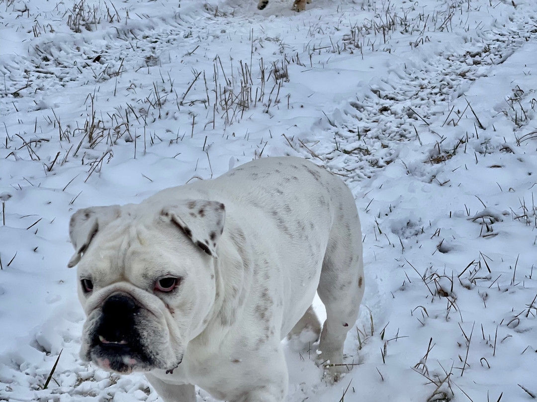 The Red Lantern Inn主图