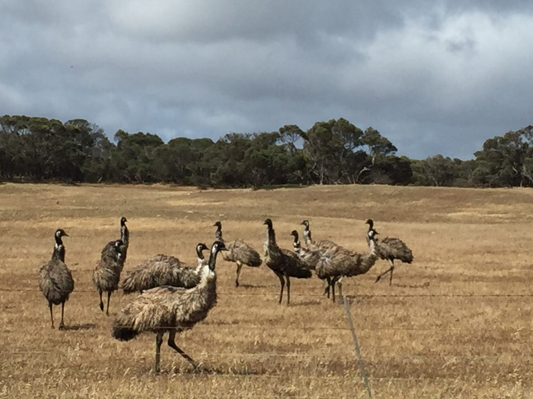 Mikkira Station Koala Sanctuary-Port Lincoln必去景点