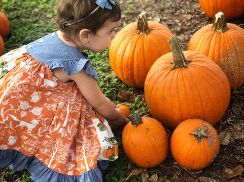 Harvest Holler Corn Maze-Polk City必去景点