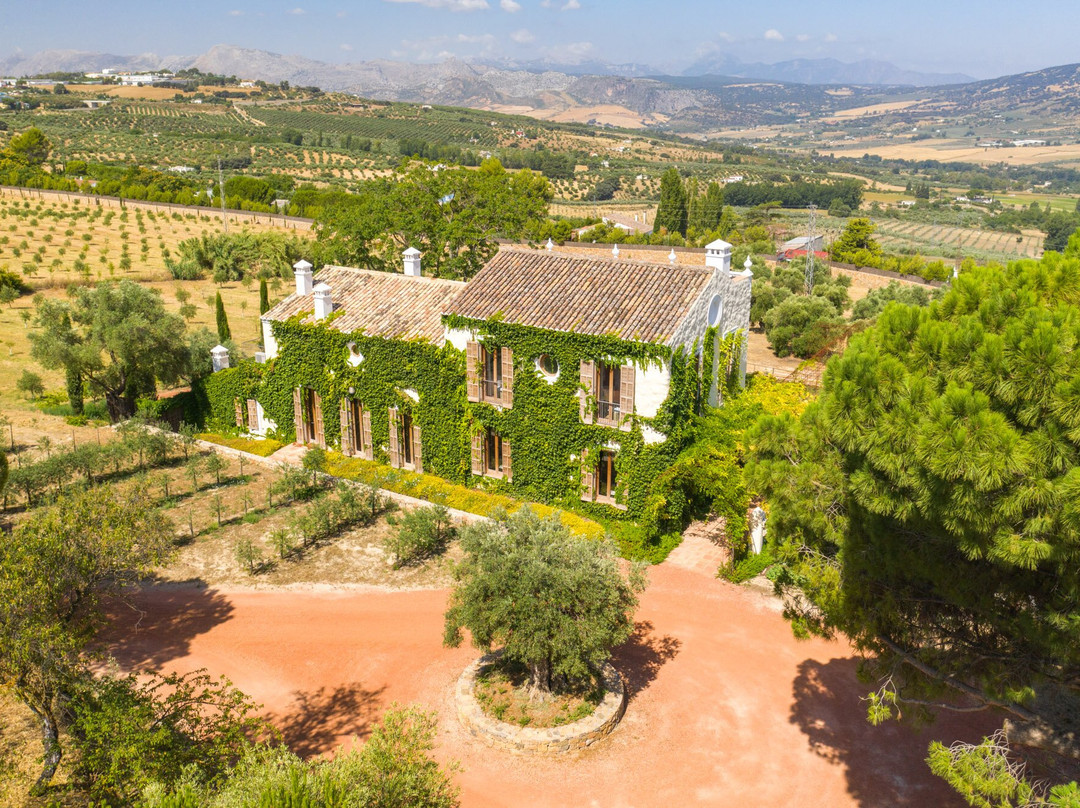 Cortijo LA Organic主图