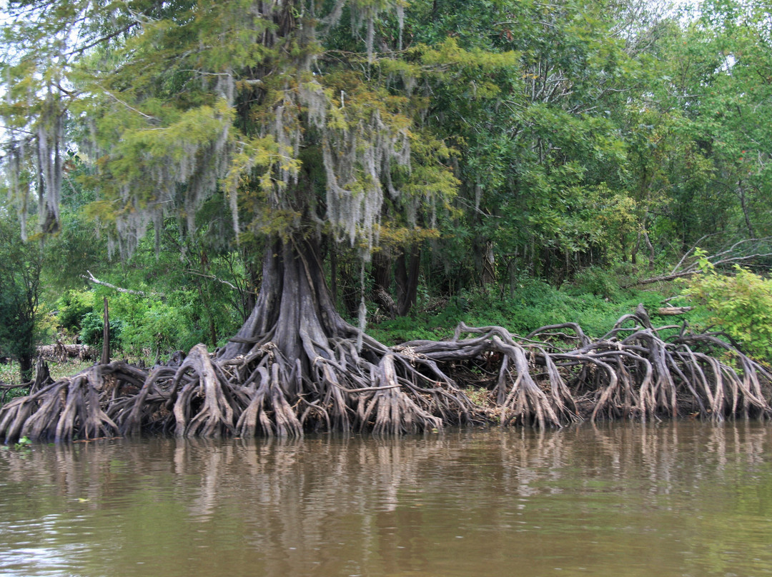 The Atchafalaya Experience景点图片