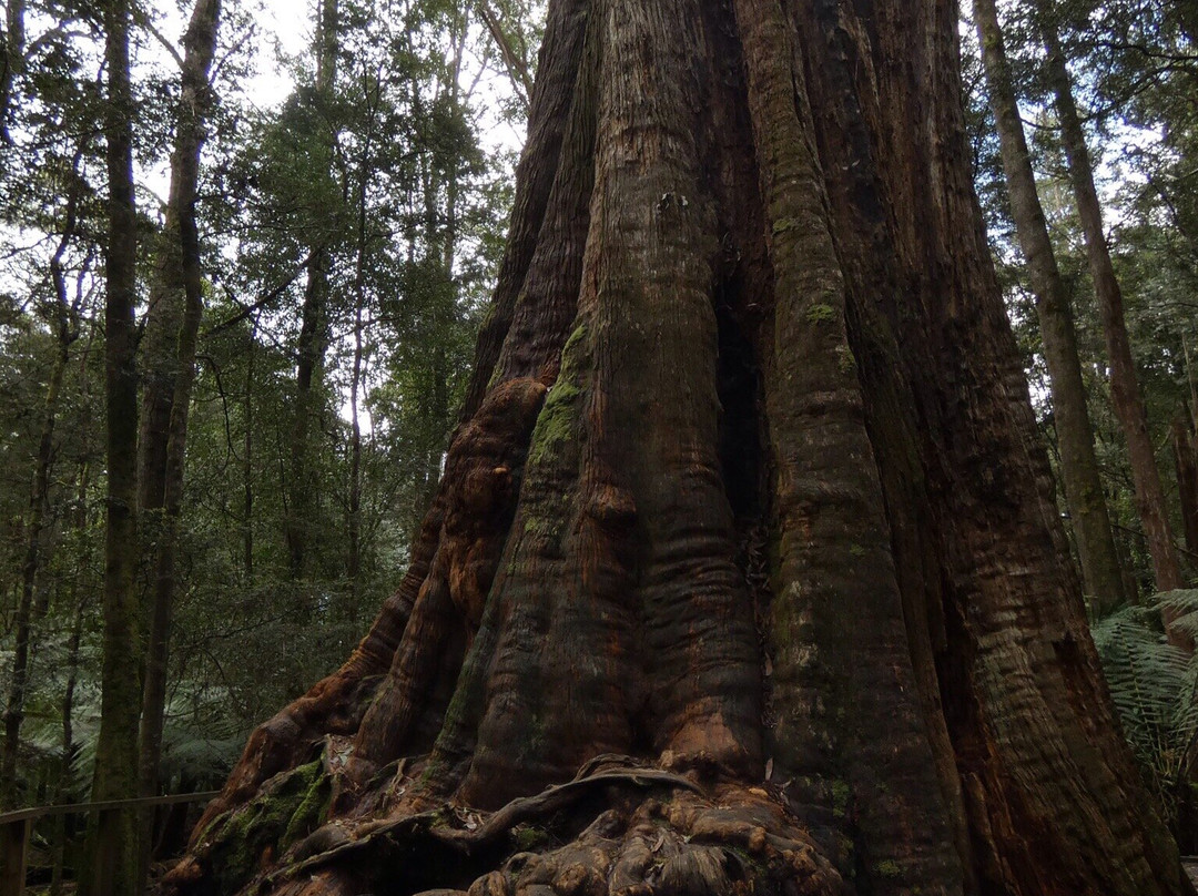 The Big Tree-Mawbanna必去景点