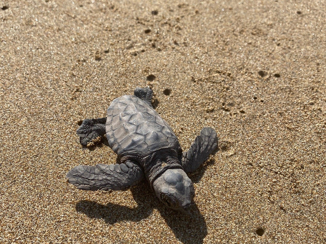 Lara Bay Turtle Conservation Station景点图片
