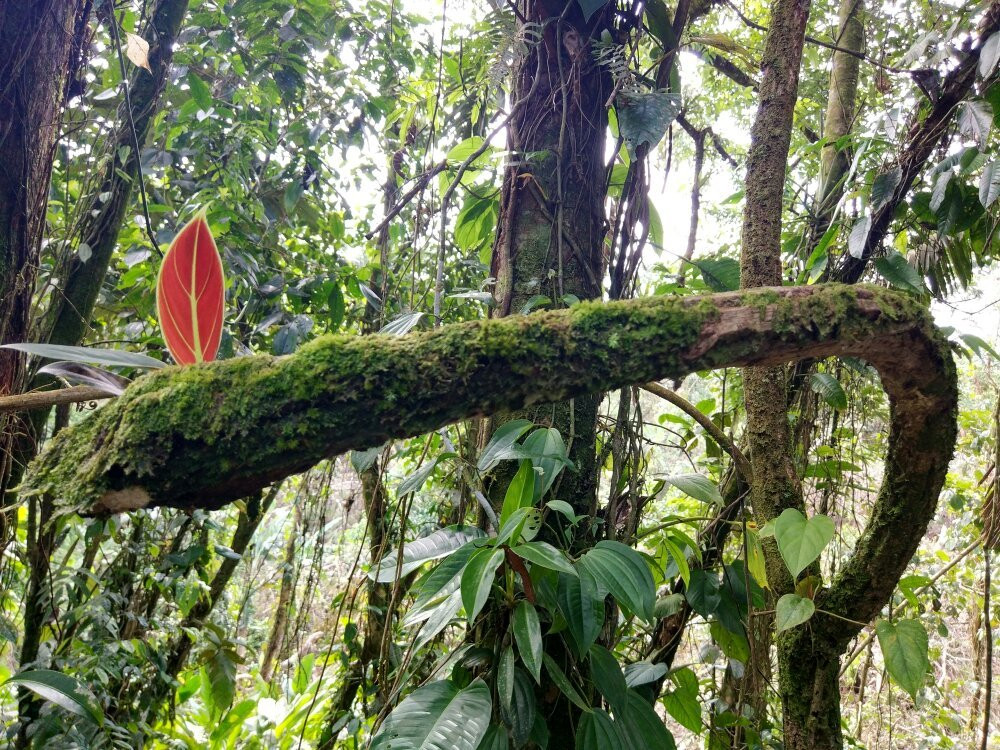 Tutunendo-Quibdo必去景点