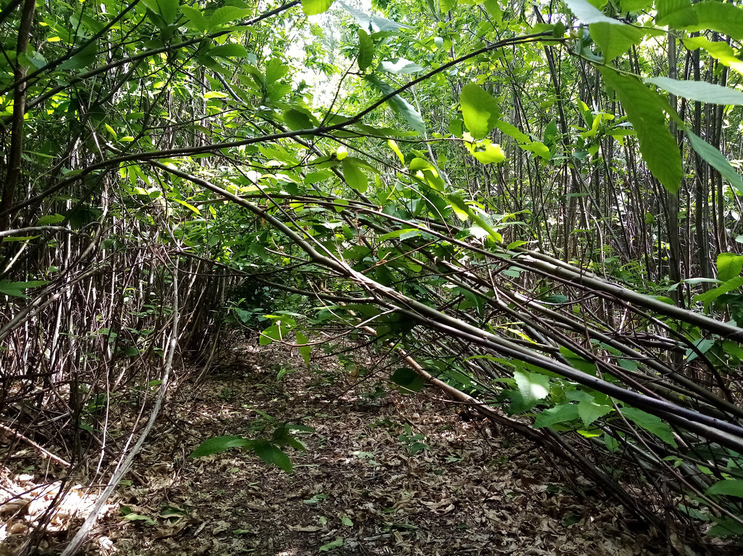 La Forêt Domaniale de Montmorency-Saint-Prix必去景点